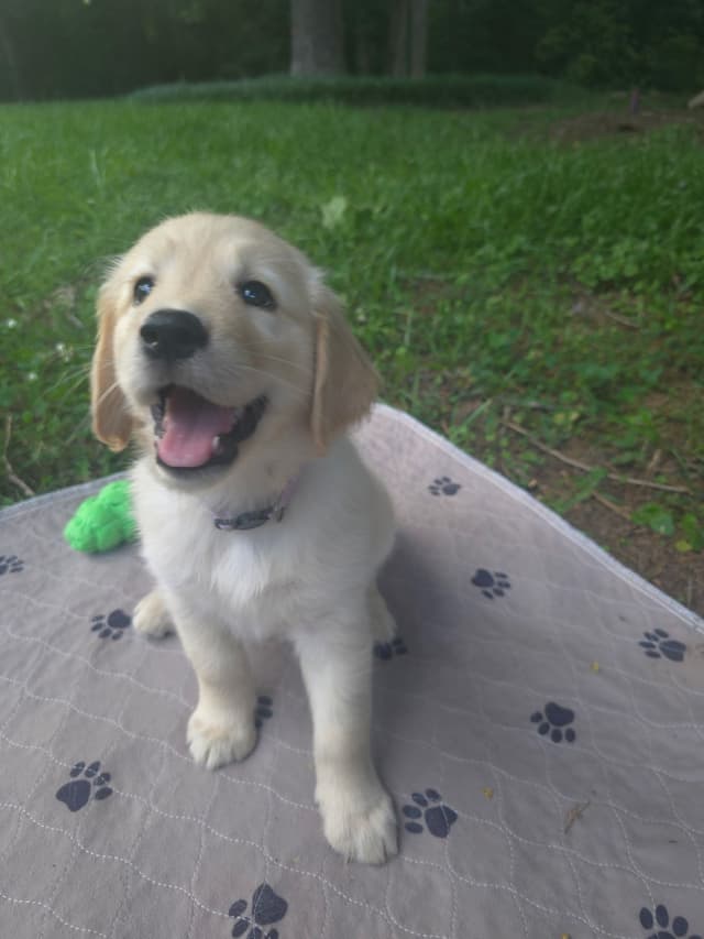 Golden Retriever Puppies media 10
