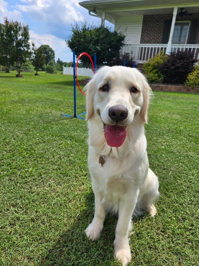 Golden Retriever Puppies media 19