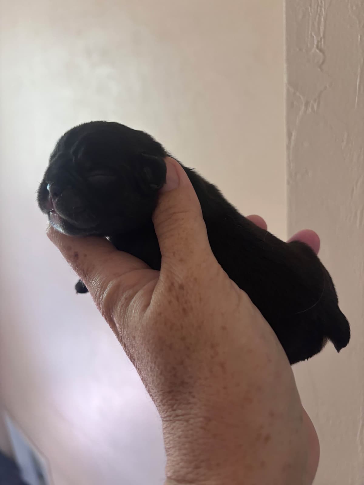 French Bulldog Puppies breeder image 1