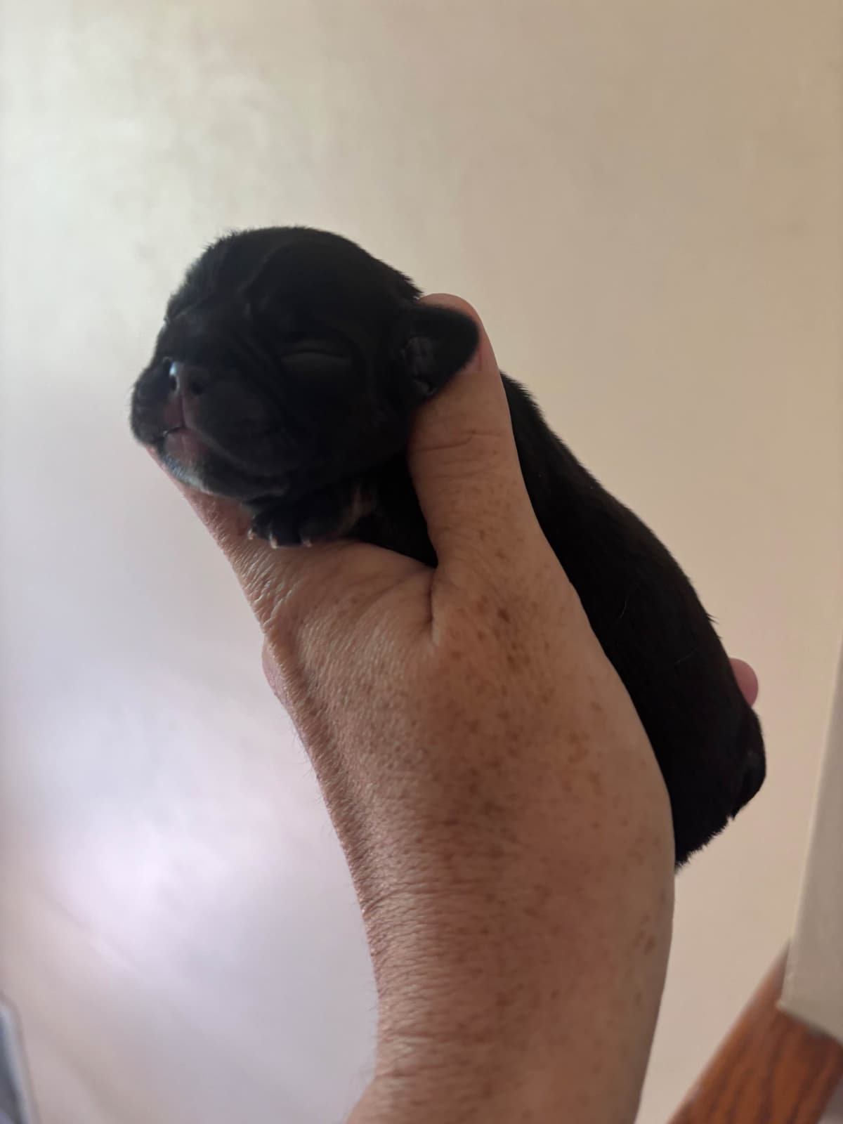 French Bulldog Puppies breeder image 3