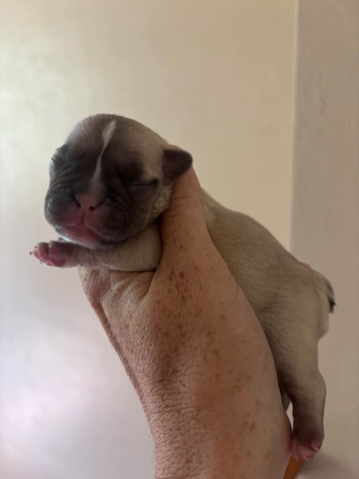 French Bulldog Puppies breeder image 4