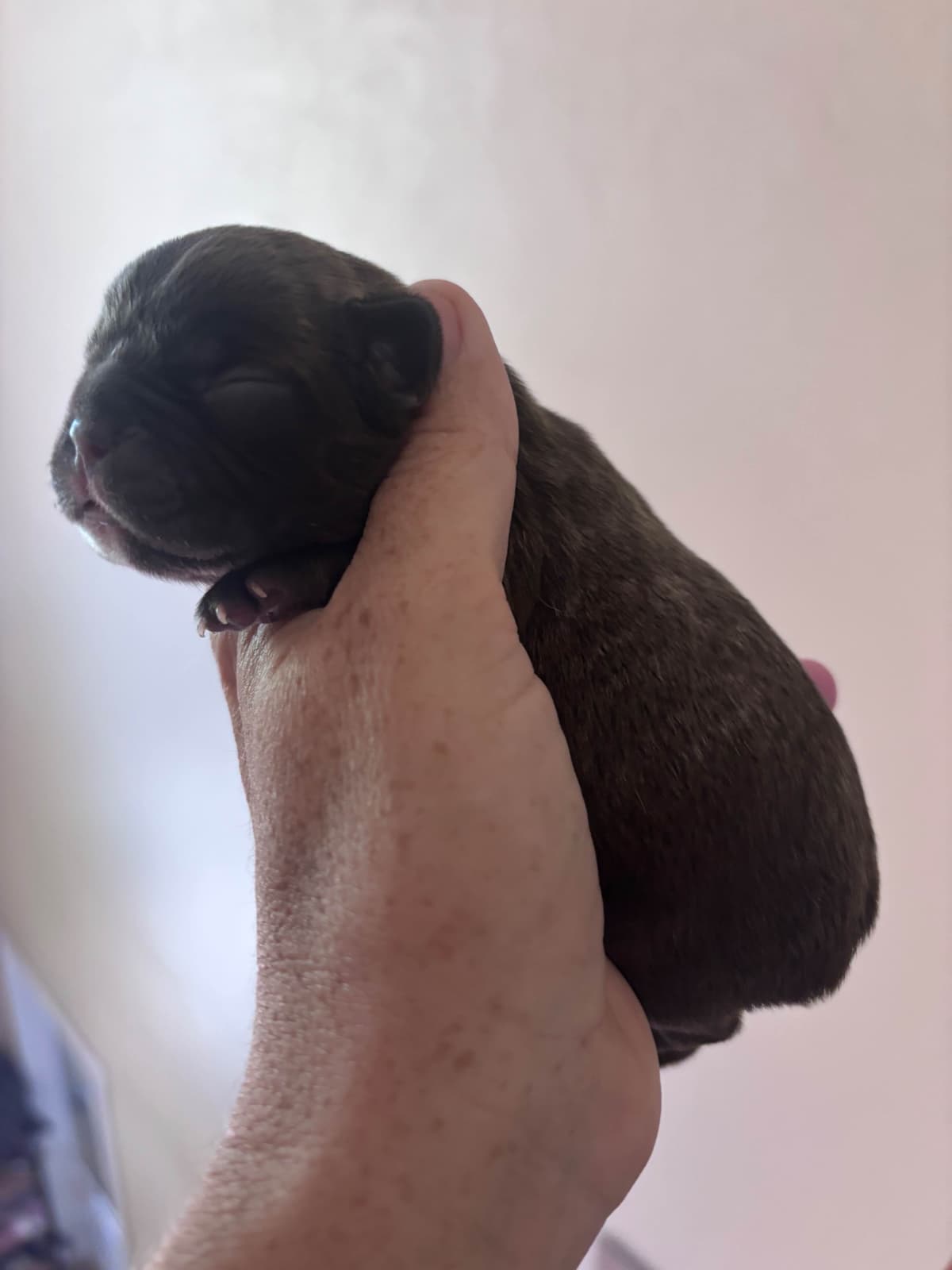 French Bulldog Puppies breeder image 2
