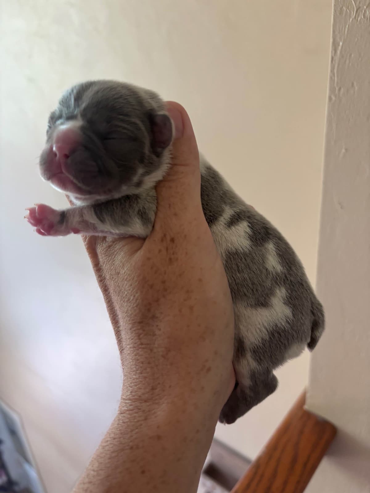 French Bulldog Puppies breeder image 5