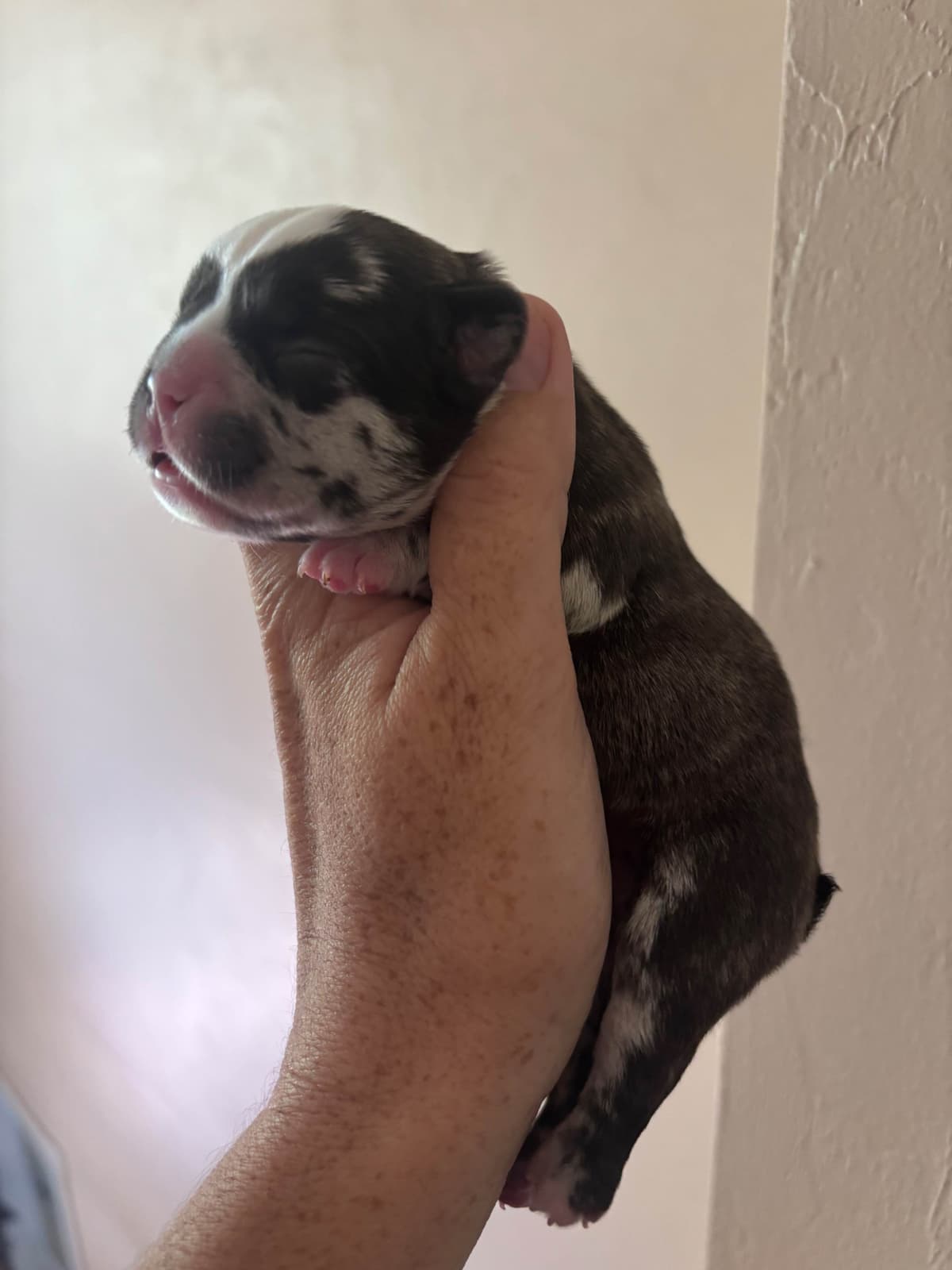 French Bulldog Puppies breeder image 6