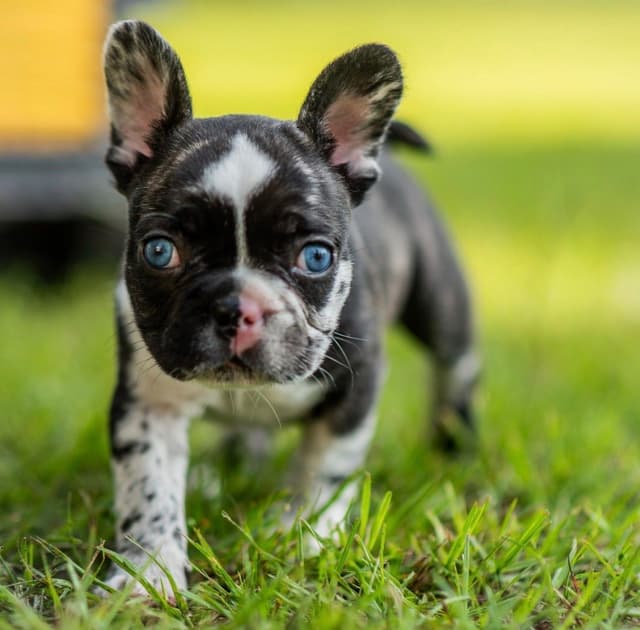 French Bulldog Puppies media 2