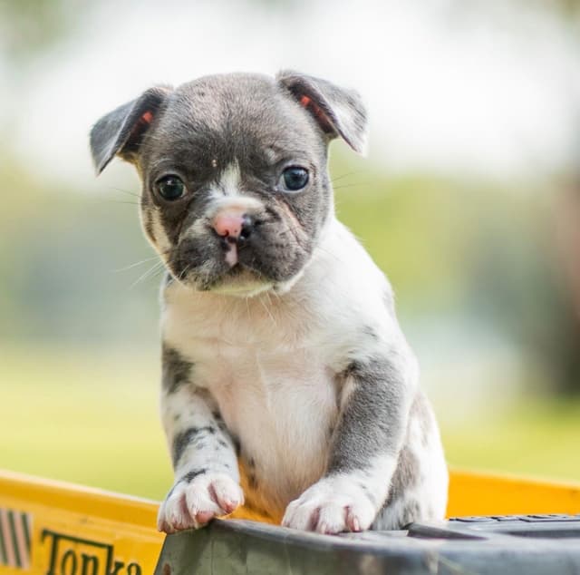 French Bulldog Puppies media 3