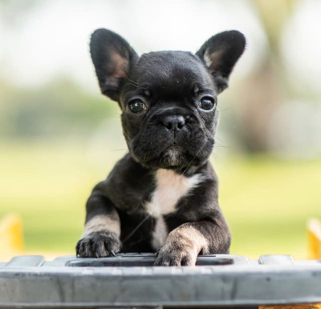 French Bulldog Puppies media 4