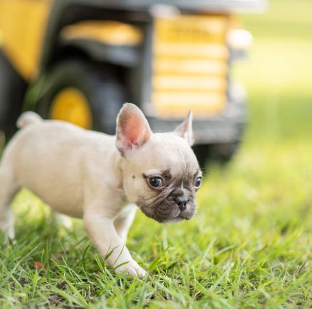 French Bulldog Puppies media 6
