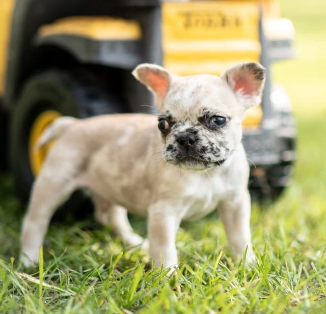 French Bulldog Puppies media 7