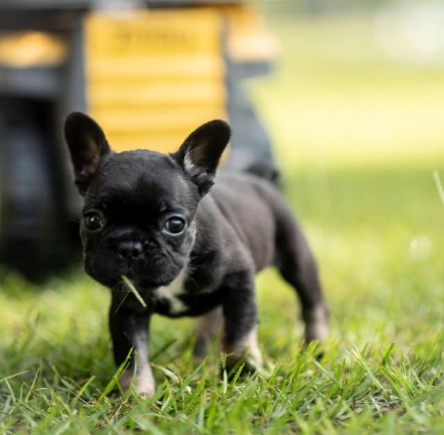 French Bulldog Puppies media 5