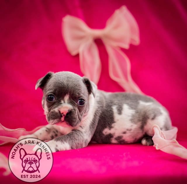French Bulldog Puppies media 8