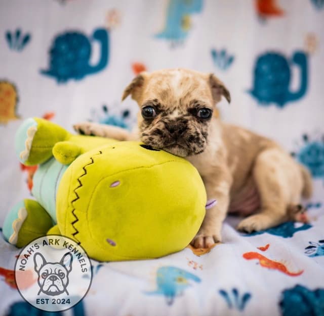 French Bulldog Puppies media 17