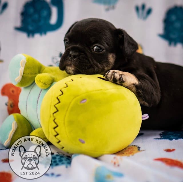 French Bulldog Puppies media 9