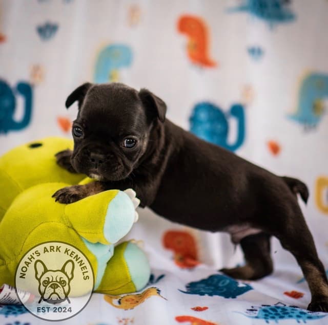 French Bulldog Puppies media 11