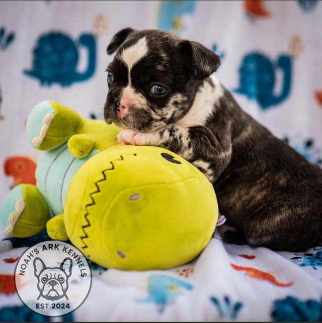 French Bulldog Puppies media 12