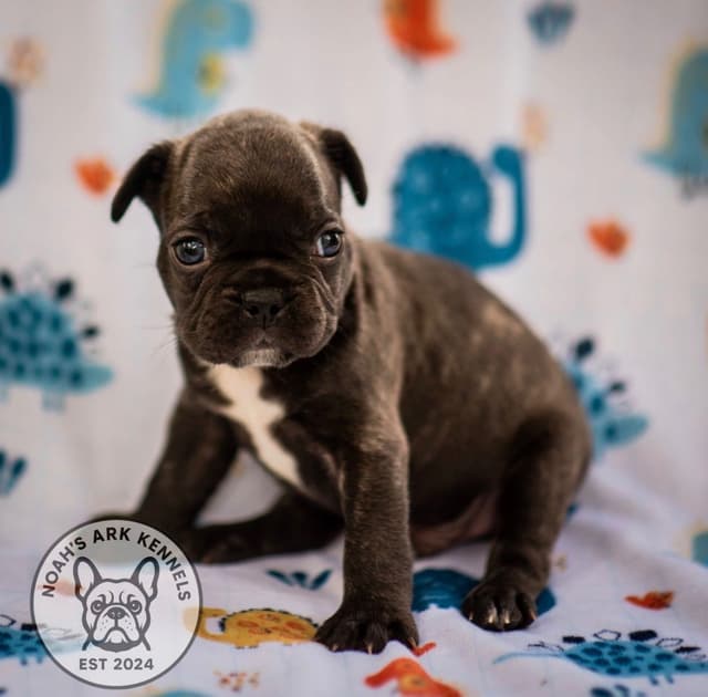 French Bulldog Puppies media 15