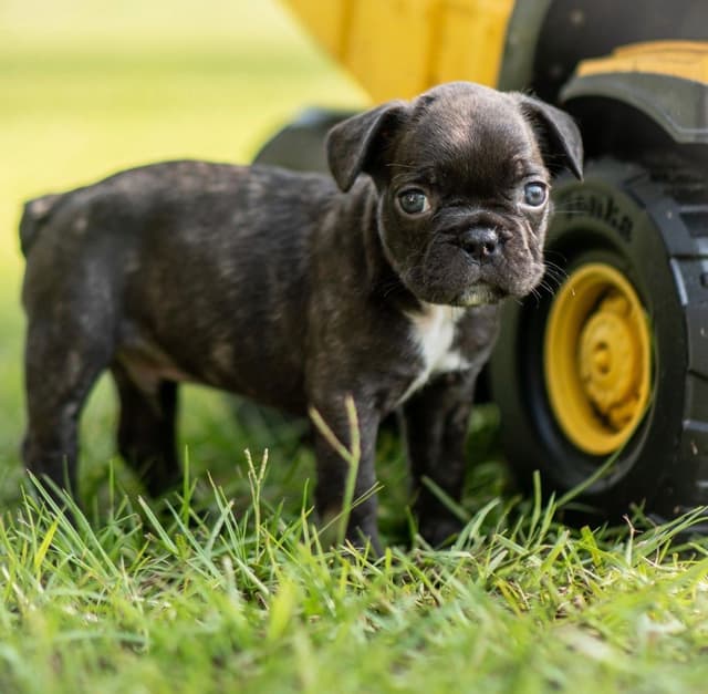 French Bulldog Puppies media 16