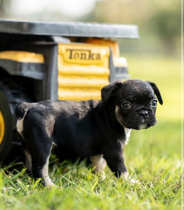 French Bulldog Puppies media 10