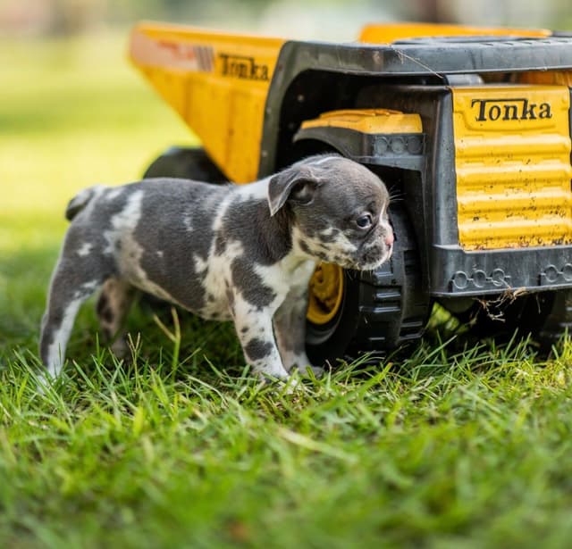 French Bulldog Puppies media 14
