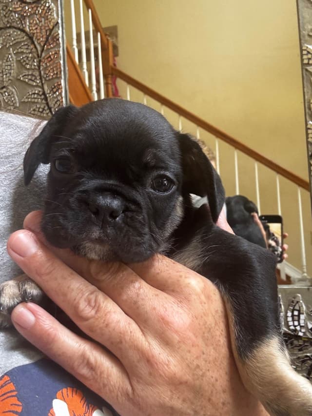 French Bulldog Puppies media 18