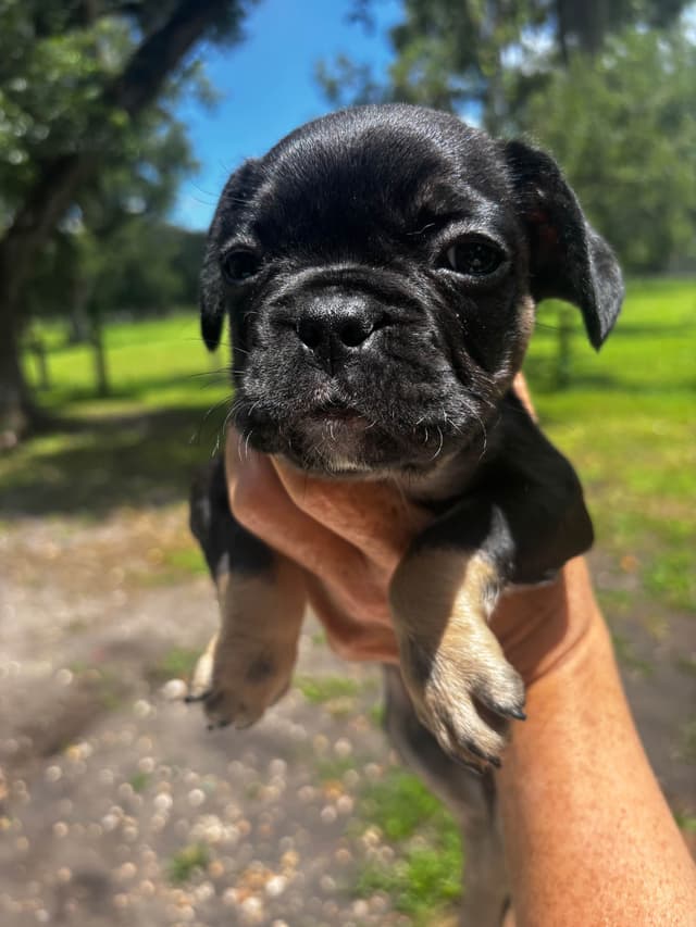 French Bulldog Puppies media 19
