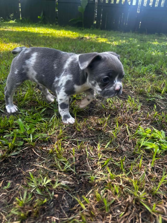 French Bulldog Puppies media 20