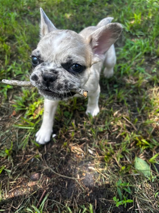 French Bulldog Puppies media 21