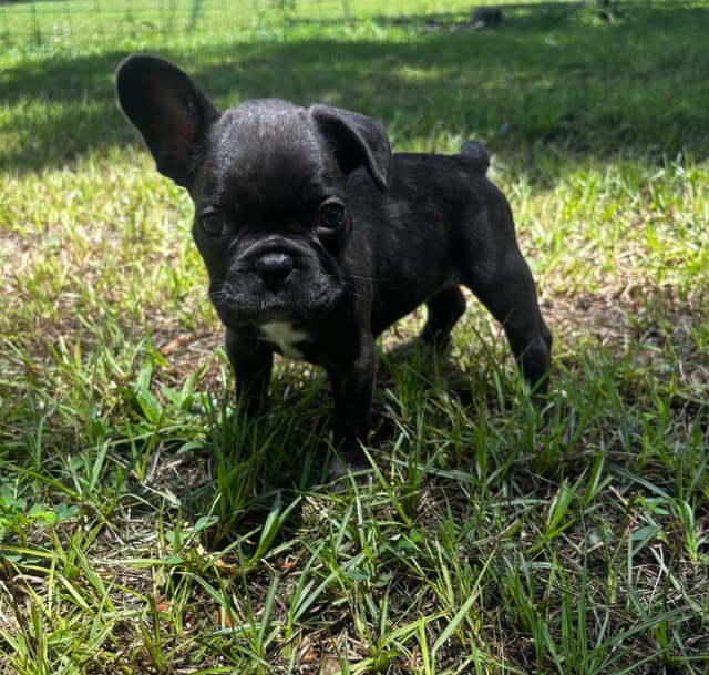 French Bulldog Puppies media 22