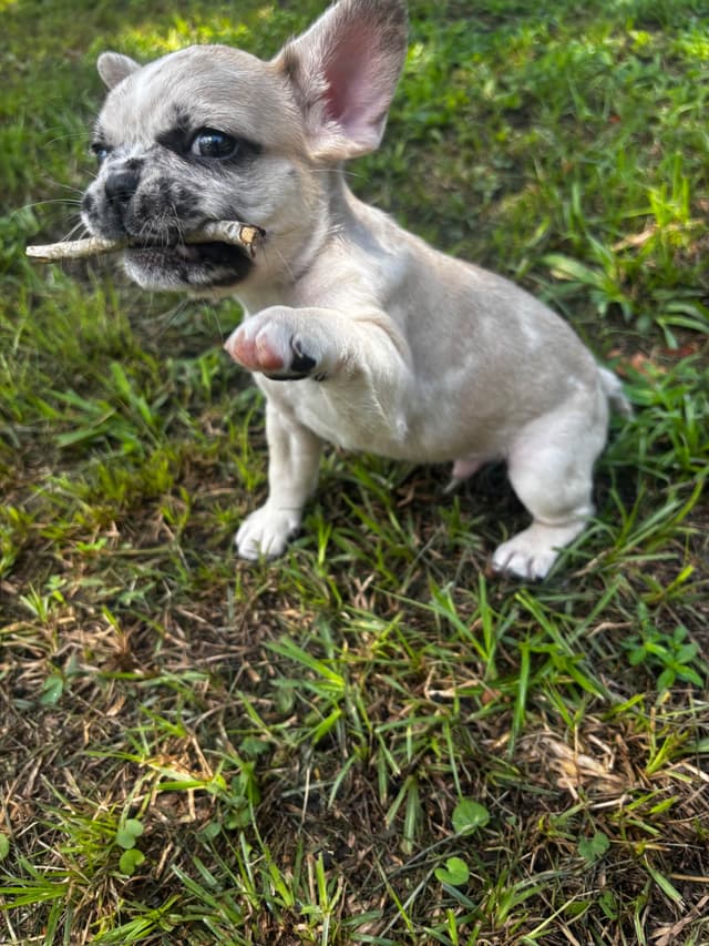 French Bulldog Puppies media 23