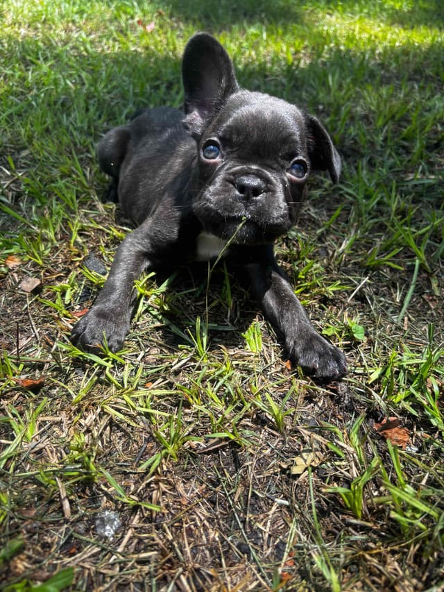 French Bulldog Puppies media 24