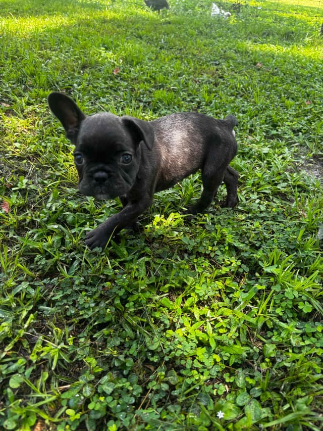 French Bulldog Puppies media 25