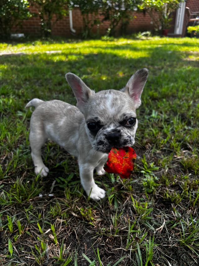 French Bulldog Puppies media 26