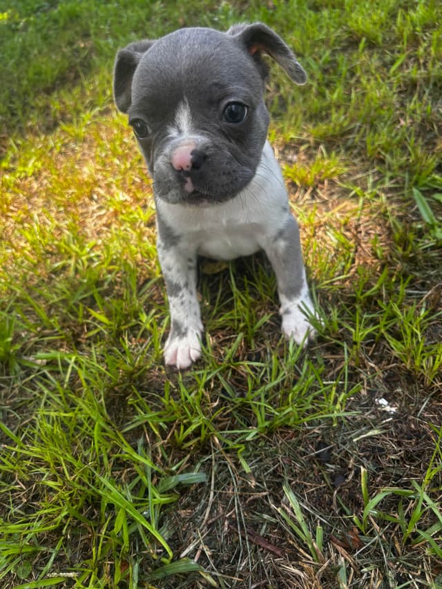 French Bulldog Puppies media 27