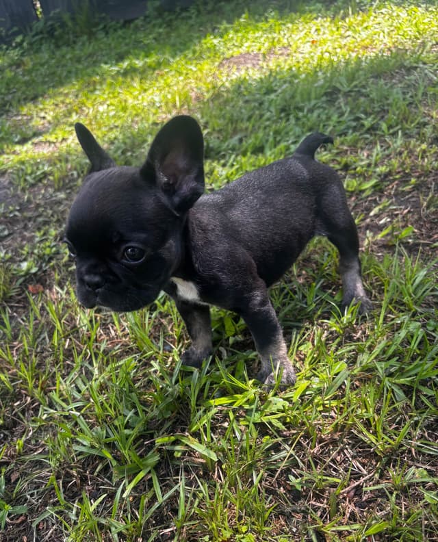 French Bulldog Puppies media 28