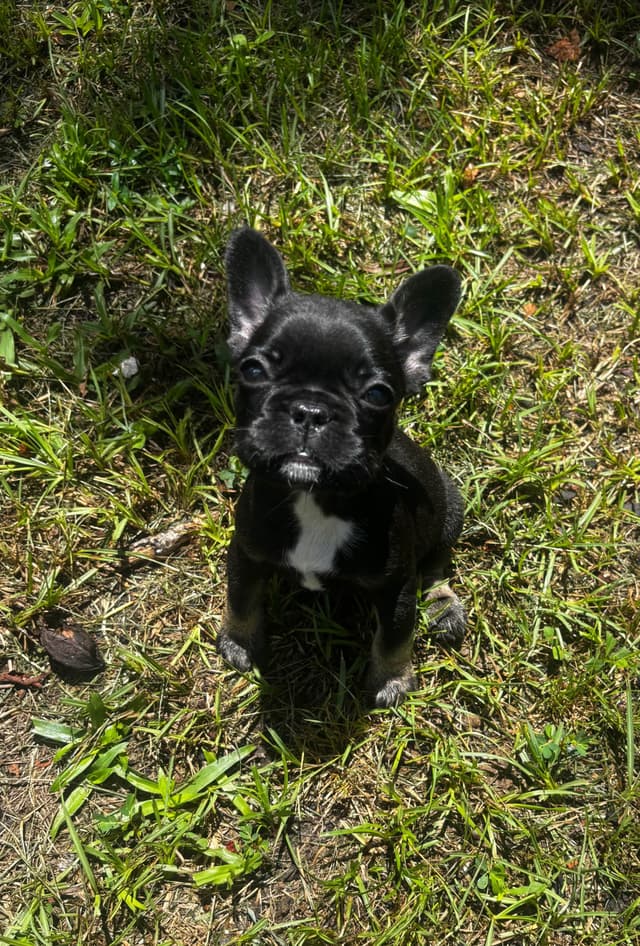 French Bulldog Puppies media 29