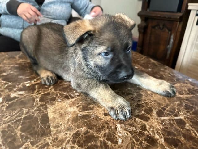 German Shepherd Dog Puppies breeder image 1