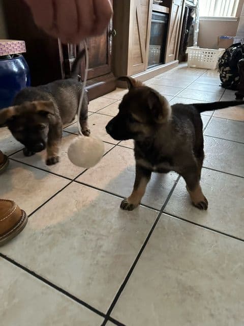 German Shepherd Dog Puppies breeder image 3