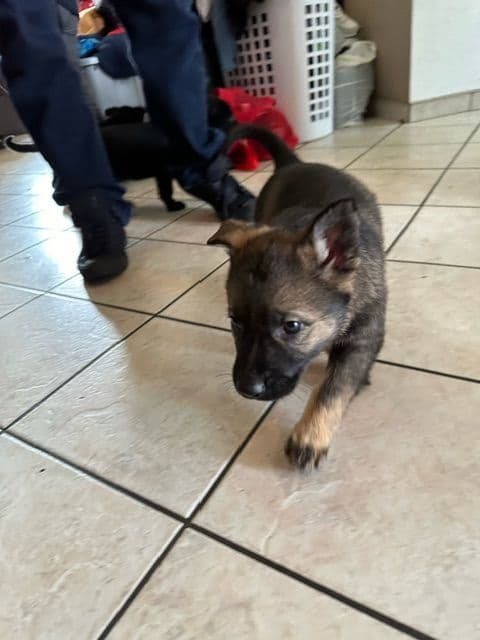 German Shepherd Dog Puppies breeder image 4