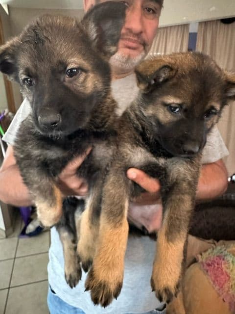 German Shepherd Dog Puppies breeder image 5