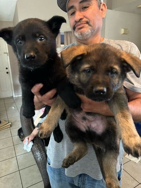 German Shepherd Dog Puppies breeder image 13