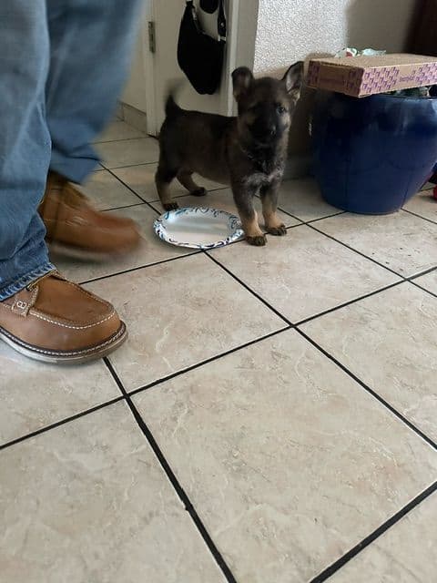 German Shepherd Dog Puppies breeder image 14