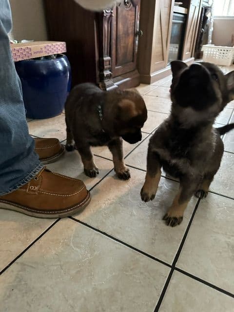 German Shepherd Dog Puppies breeder image 8
