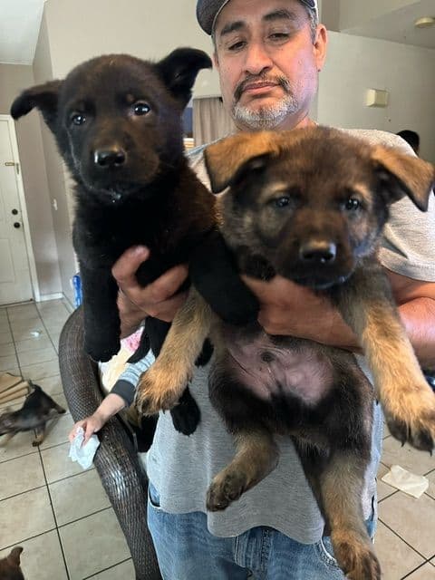 German Shepherd Dog Puppies breeder image 10