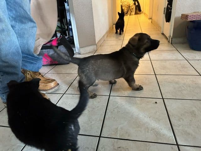 German Shepherd Dog Puppies breeder image 6