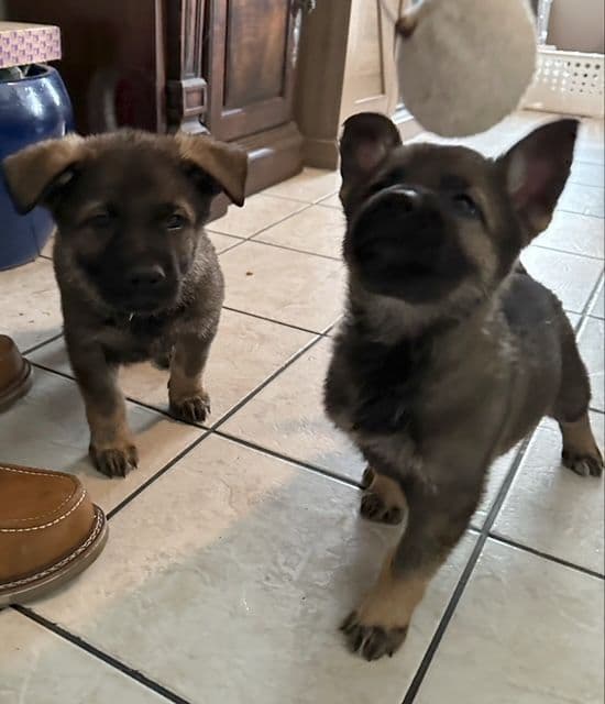 German Shepherd Dog Puppies breeder image 11