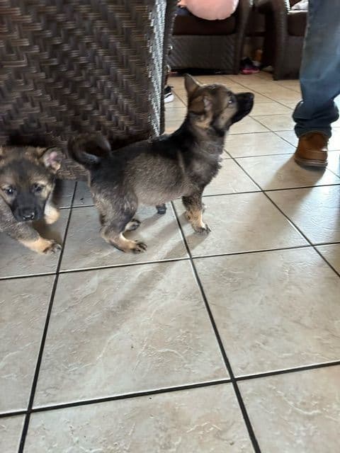 German Shepherd Dog Puppies breeder image 7
