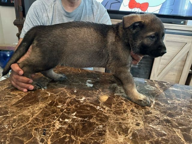 German Shepherd Dog Puppies breeder image 17