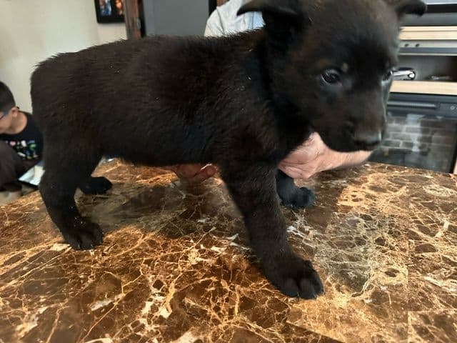 German Shepherd Dog Puppies breeder image 19