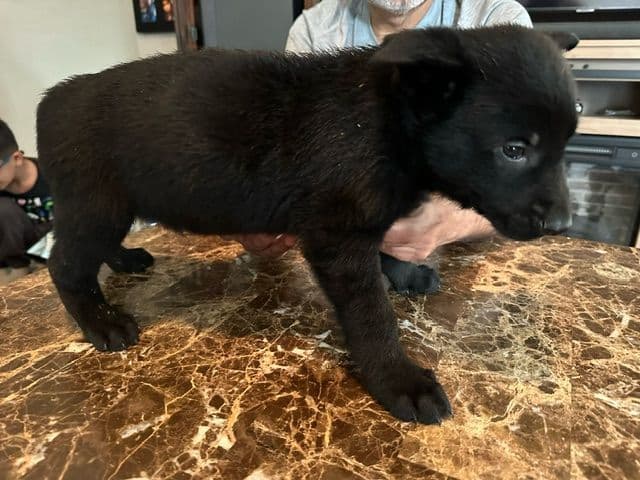 German Shepherd Dog Puppies breeder image 18