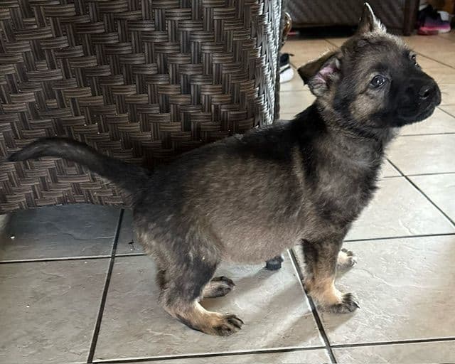 German Shepherd Dog Puppies breeder image 16